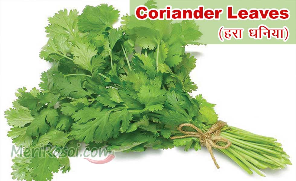 Coriander Leaves (Hara Dhaniya) Uses, Health Benefits, Side Effects Meri Rasoi